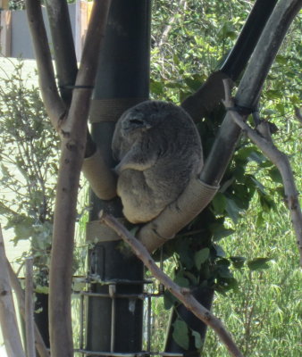 We stopped by the koala exhibit, but everyone was taking a nap.