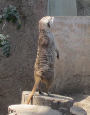 Was it a meerkat?