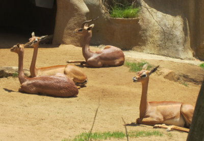 These deer-like creatures looked like statues, they sat so still.