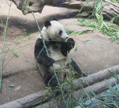 We all waited in line and got to see the young panda eating bamboo.