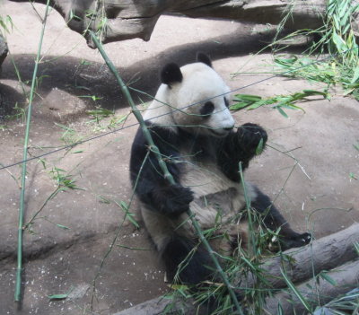 The panda was not shy.