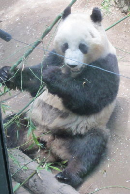 The panda at the San Diego Zoo