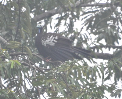Piping Guan