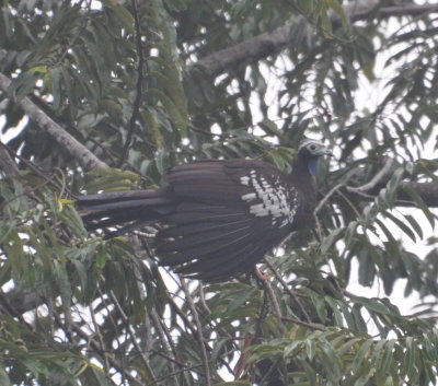Piping Guan