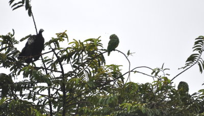 Piping Guan and Orange-winged Parrot