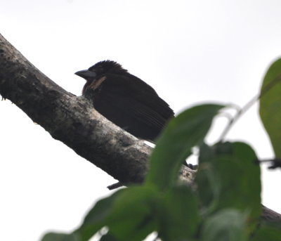 Tanager?