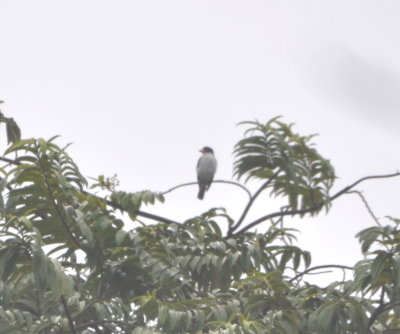 Black-tailed Tityra