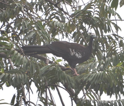 Piping Guan