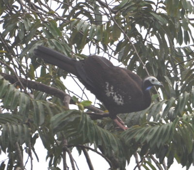 Piping Guan