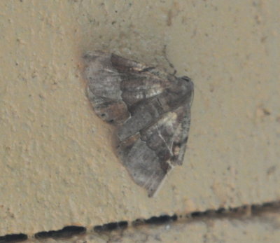 Moth