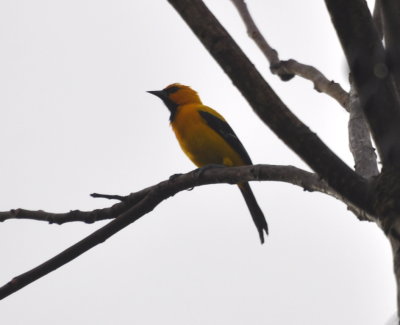 Yellow Oriole