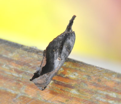 Moth