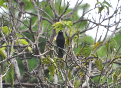 DSC_0229b.JPG