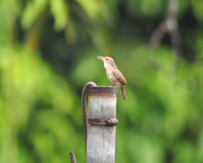 Southern House Wren