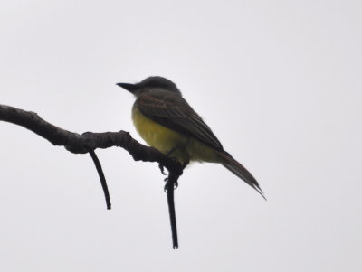 Tropical Kingbird