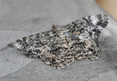Moth