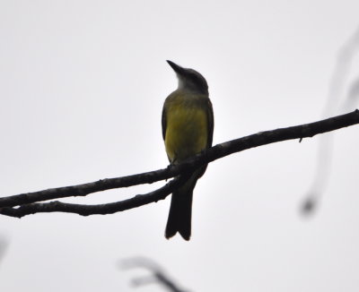 Tropical Kingbird