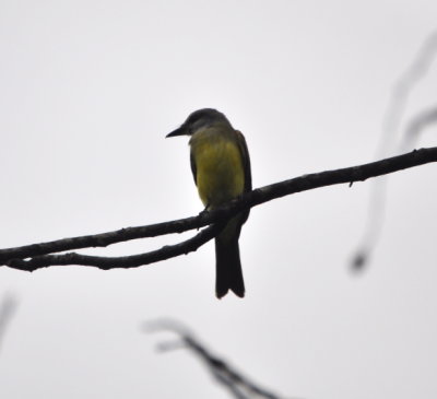Tropical Kingbird