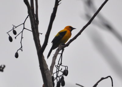 Yellow Oriole