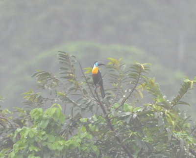 Channel-billed Toucan