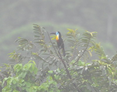 Channel-billed Toucan