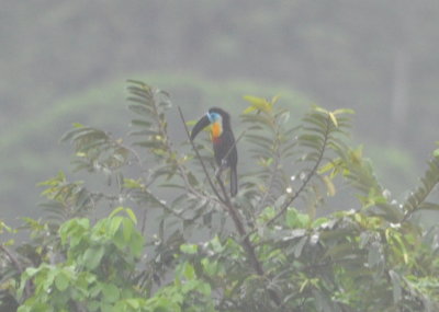Channel-billed Toucan