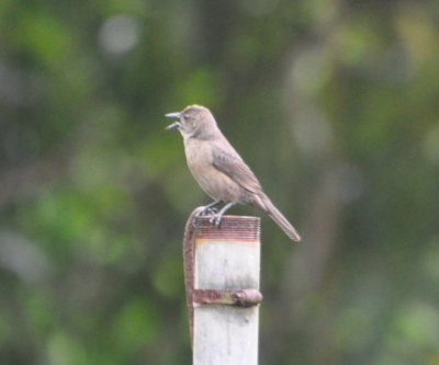 Palm Tanager?