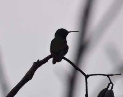 Hummingbird