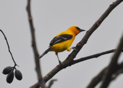 Yellow Oriole