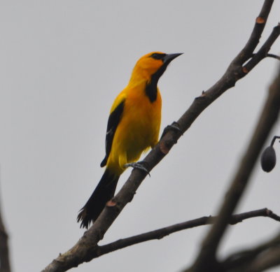 Yellow Oriole