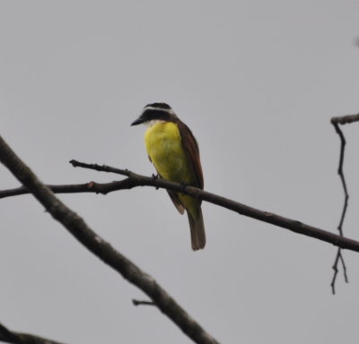 Great Kiskadee
