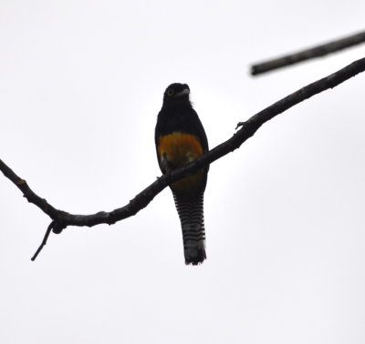 Male Guianan Trogon