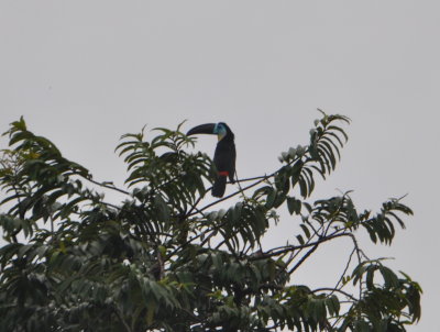 Channel-billed Toucan