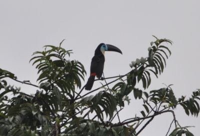 Channel-billed Toucan