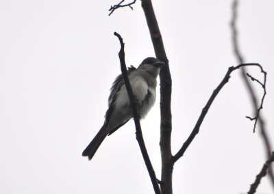 Gray Kingbird?