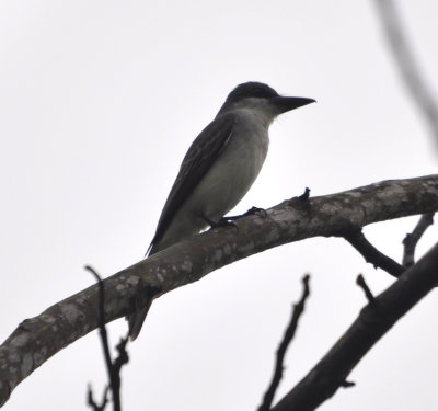 Gray Kingbird