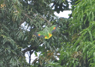 Orange-winged Parrot