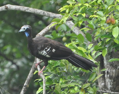 Piping Guan