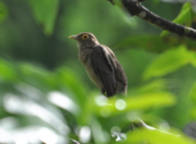 Spectacled Thrush