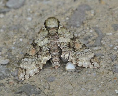 Moth