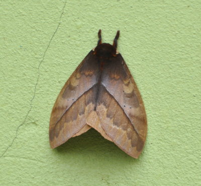 Moth