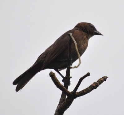 Female Shiny Cowbird?