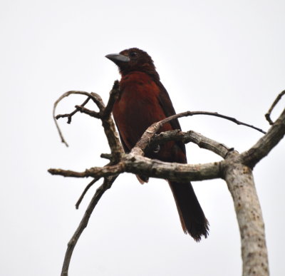 Silver-beaked Tanager