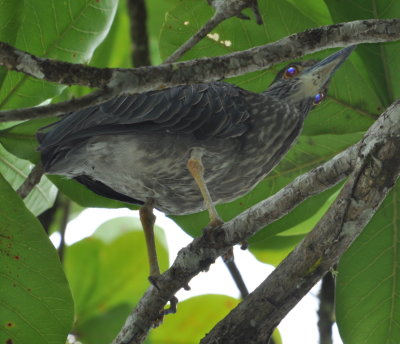 Immature Night-Heron