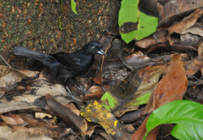 DSC_0743b.JPG