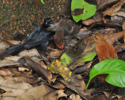 DSC_0746b.JPG