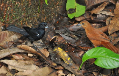 Male and female White-lined Tanager