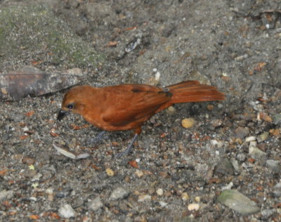 DSC_0757b.JPG