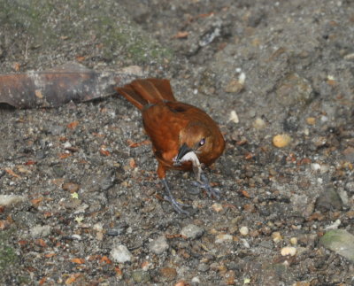 Last photo from Mt Plaisir Hotel, Grande Riviere, Trinidad
Female White-lined Tanager with gecko