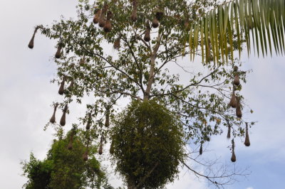 Crested Oropendola nests in a tree near our cottage
Asa Wright Nature Center, Trinidad, West Indies